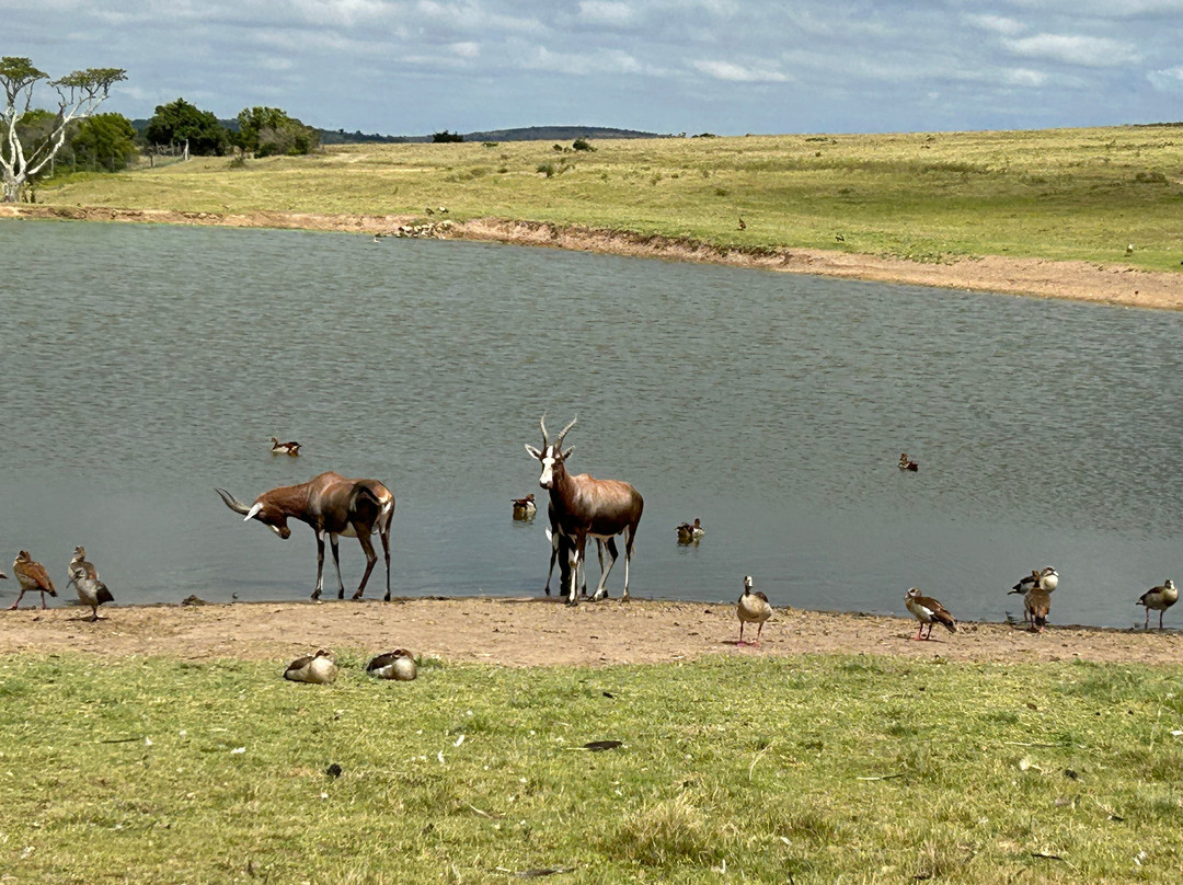 Lalibela Wildlife Reserve Mark's Camp Family Lodge主图