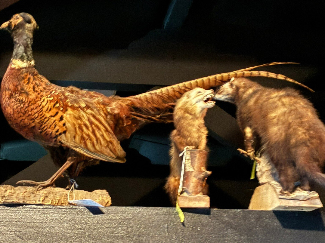 Natuurmuseum Fryslan-吕伐登必去景点