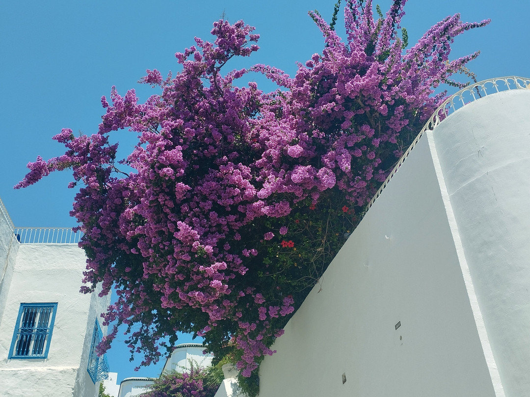 Sidi Bou Said-蓝白小镇必去景点