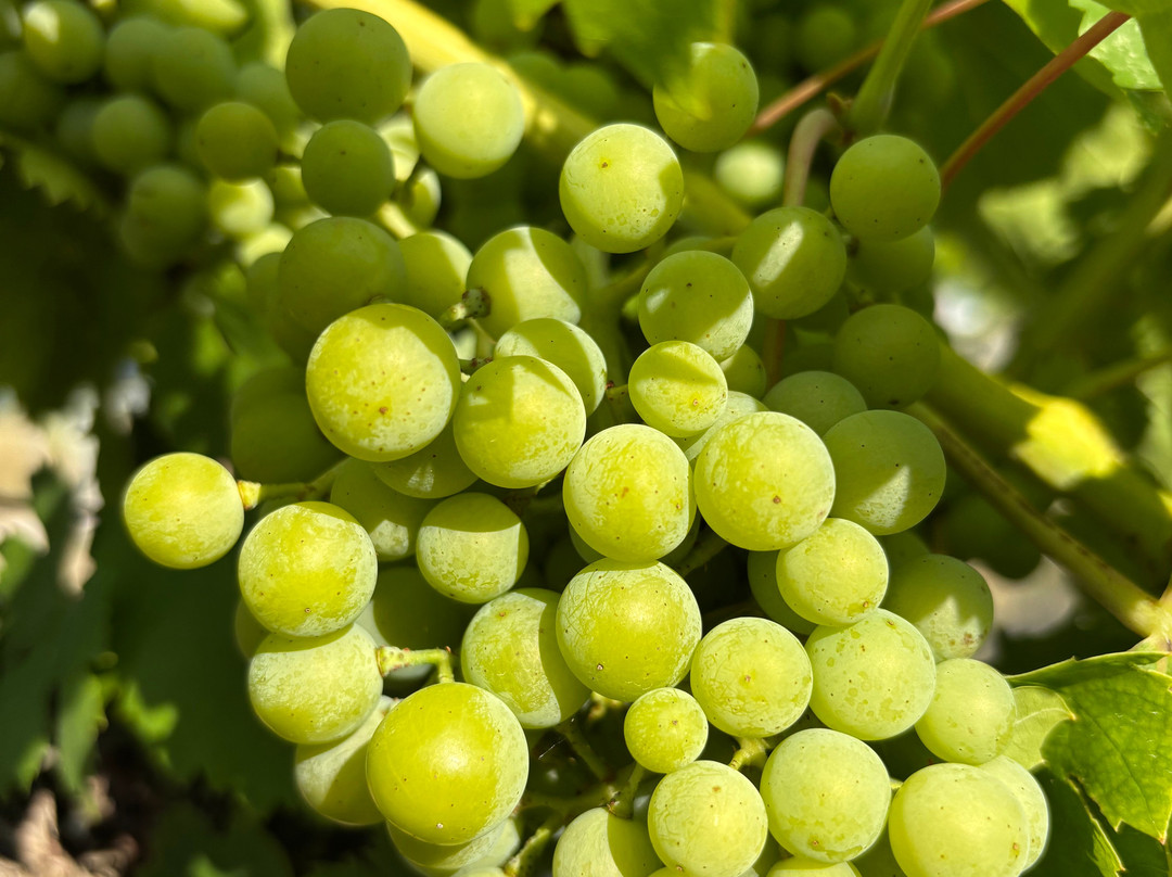 Winery Bratos-Gruda必去景点