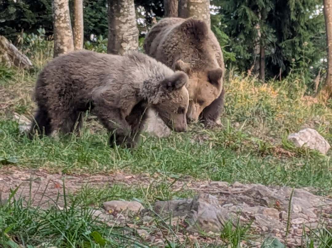CROmedo-bearwatching-Cabar必去景点