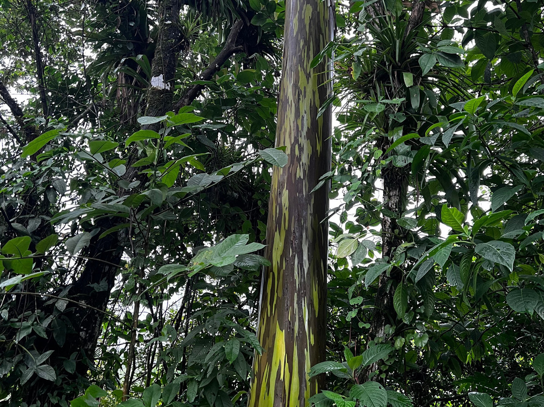 查查古亚雨林旅馆及温泉主图