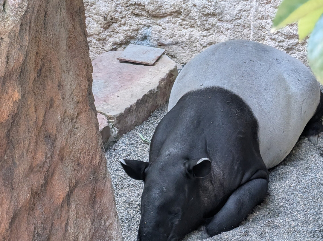 Bioparc Fuengirola-福恩吉罗拉必去景点