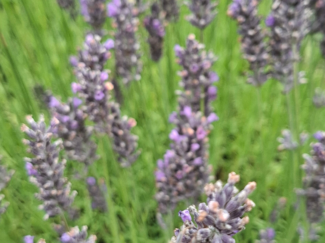 Cornish Lavender-佩伦波思必去景点