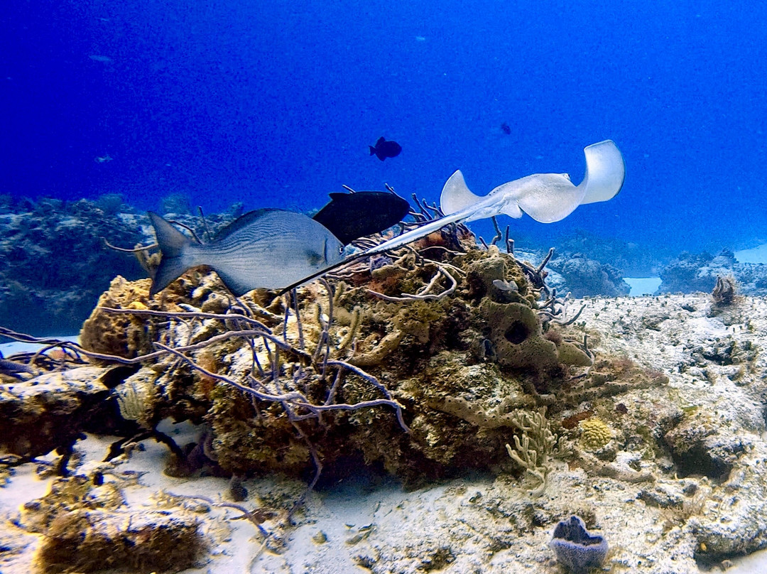 Scuba Life Cozumel-San Miguel de Cozumel必去景点
