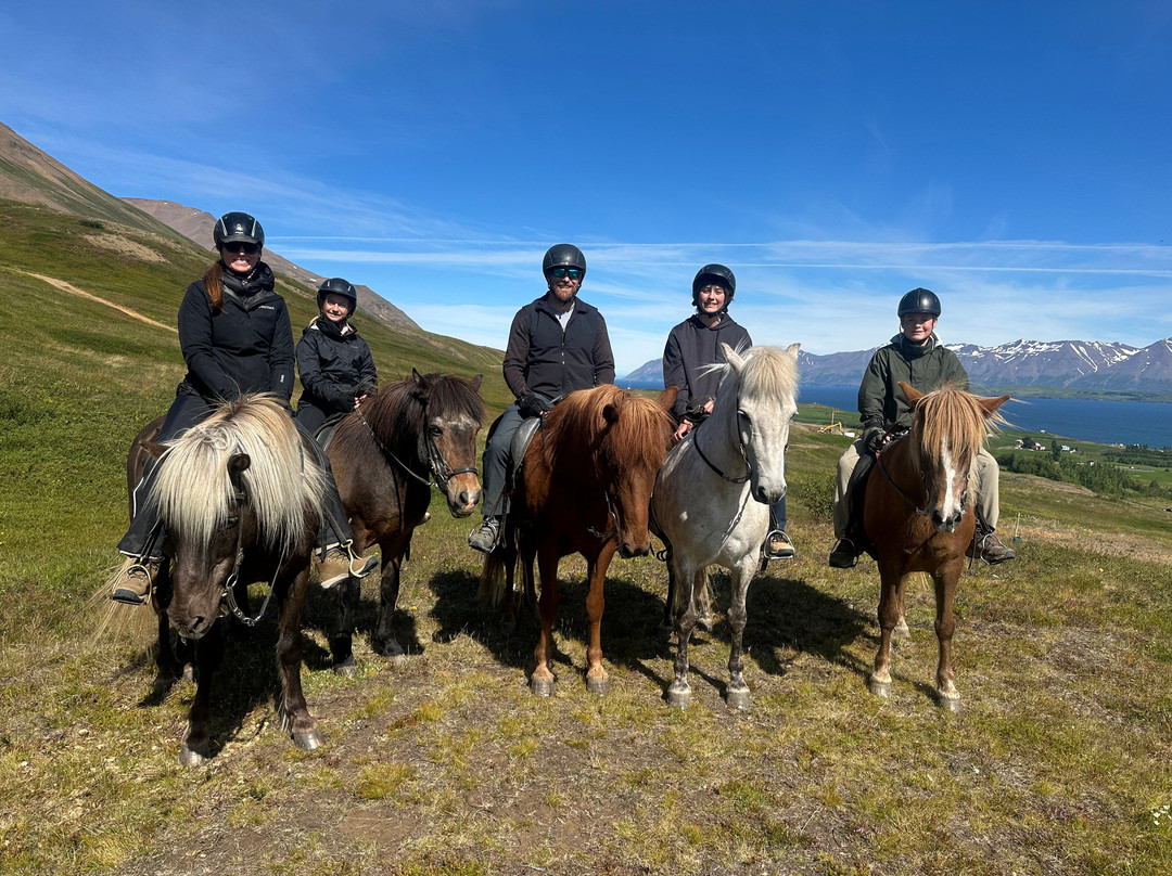 Tvistur Horse Rental-Dalvik必去景点