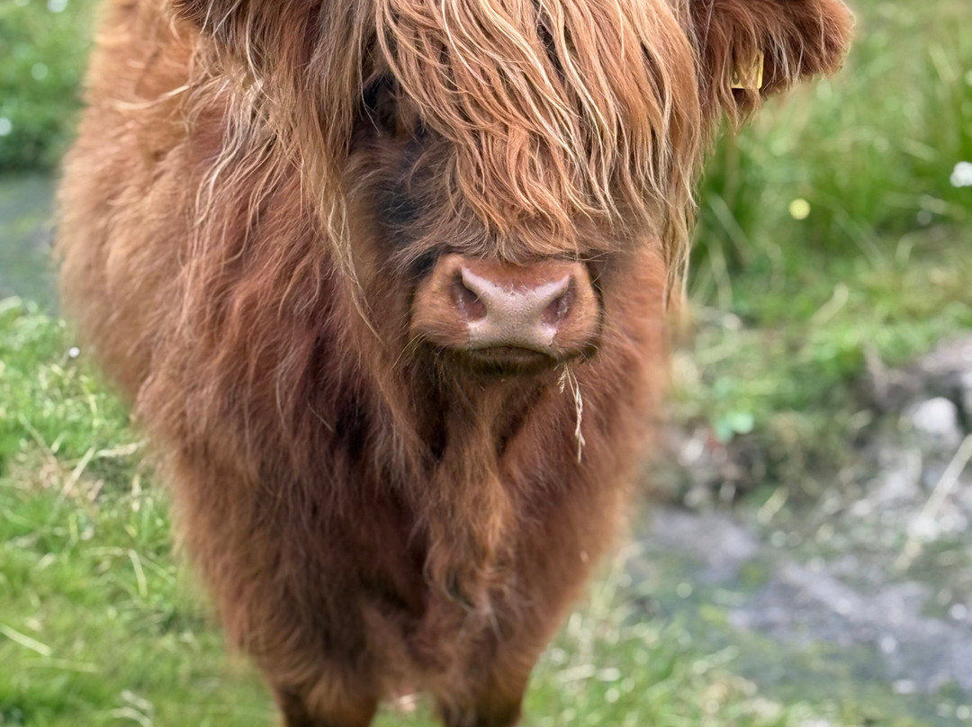 4x4 Adventures Scotland-拉斯必去景点