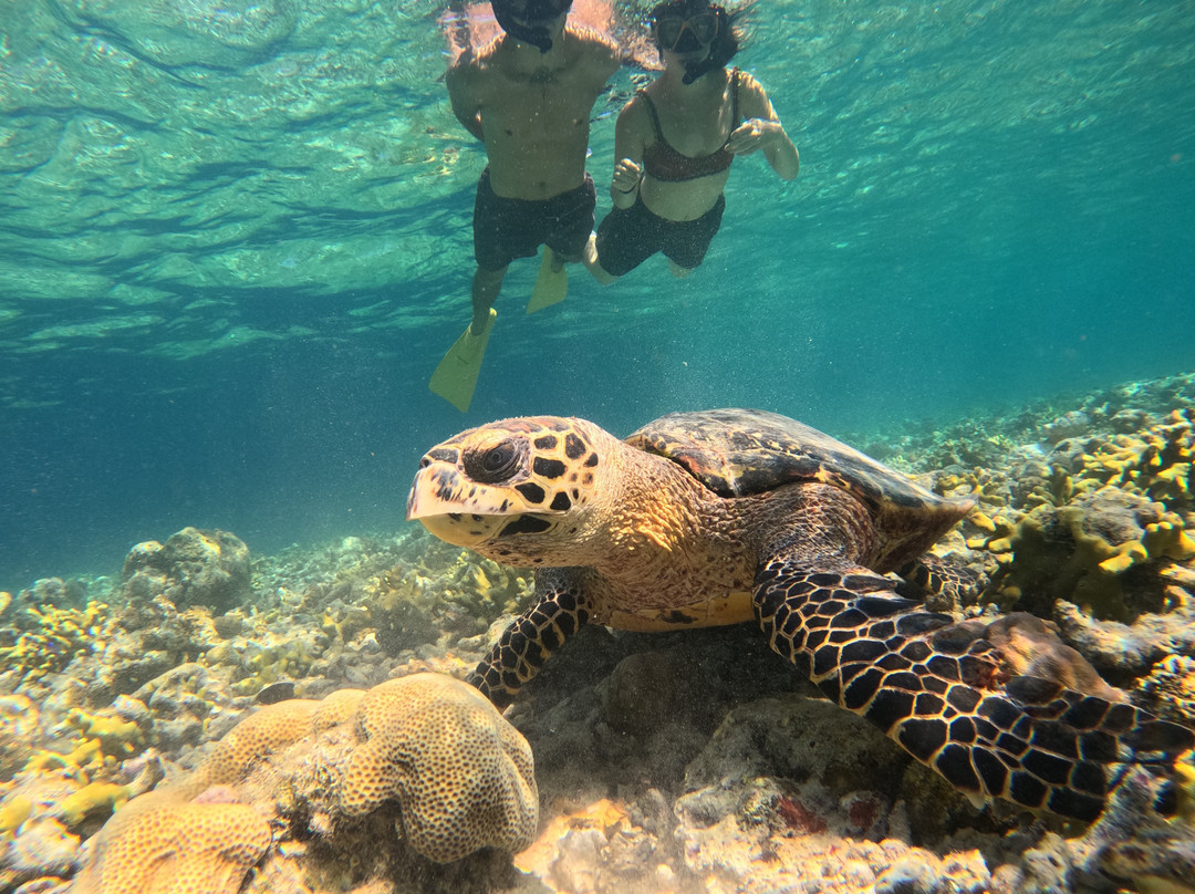 Menjangan Trip Snorkeling & Diving-Pejarakan必去景点