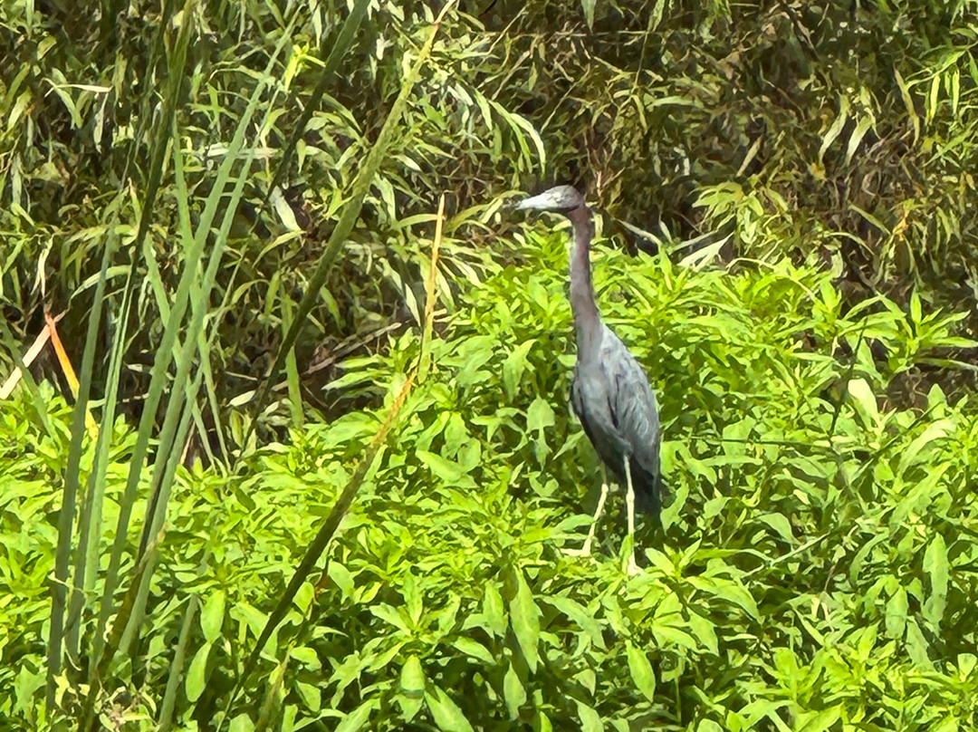 St. John's River Eco Tours, LLC-DeBary必去景点