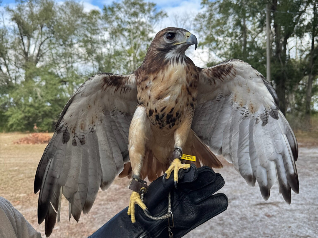 International Falconry Academy-Live Oak必去景点