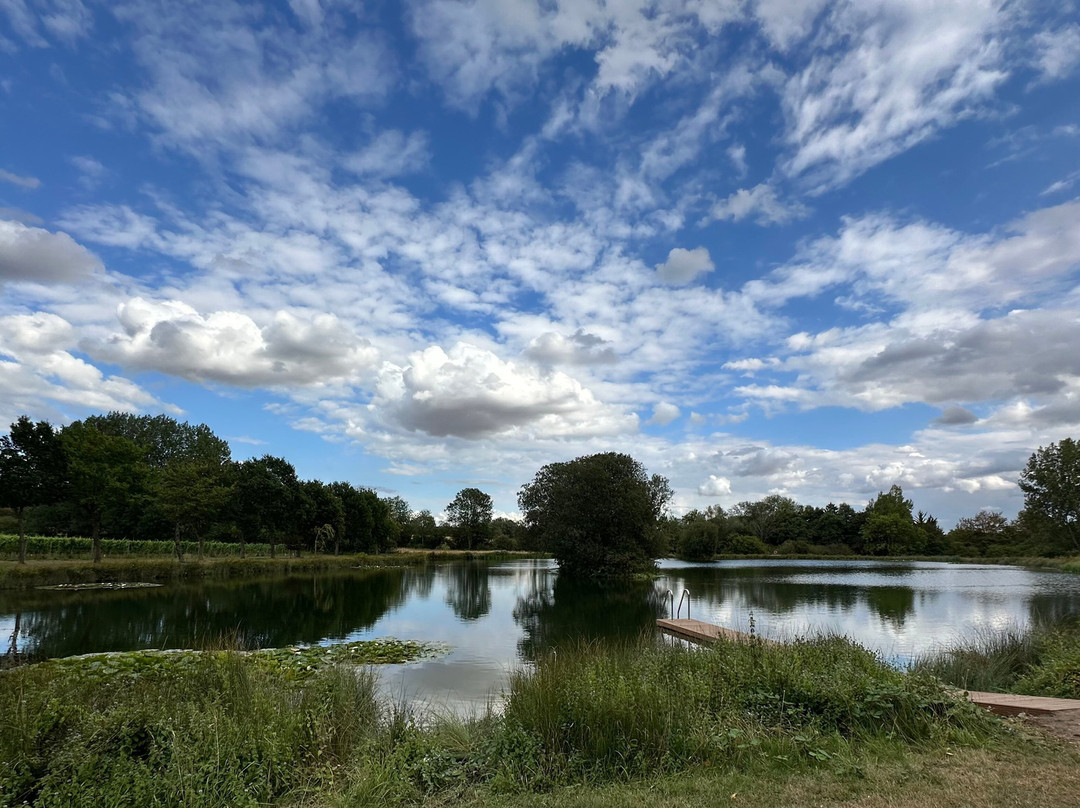 Wildshark Vineyard-Harrietsham必去景点