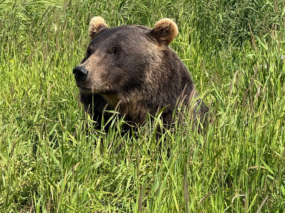 Alaska Wildlife Conservation Center-戈德伍德必去景点