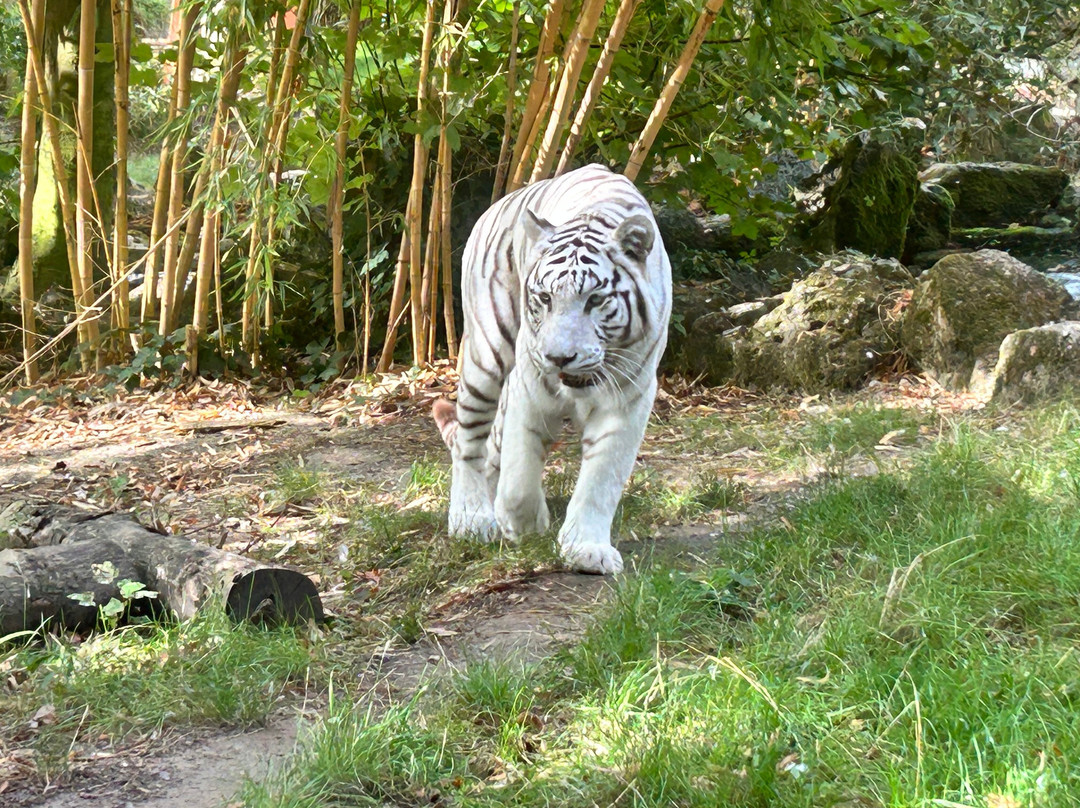 ZooParc de Beauval-圣艾尼昂必去景点