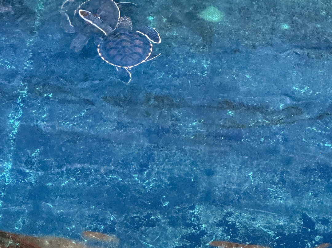 Turtle Conservation Center-泰曼必去景点