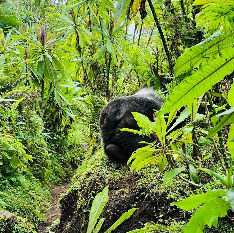 Volcanoes National Park Rwanda-Musanze District必去景点