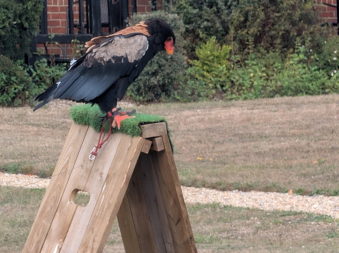 Millets Farm Falconry Centre-弗里福德希斯必去景点