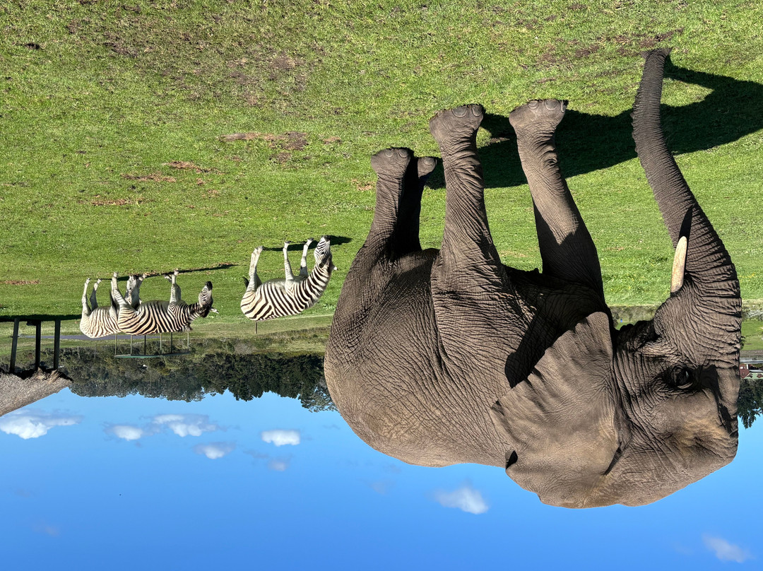 Knysna Elephant Park-克尼斯纳必去景点