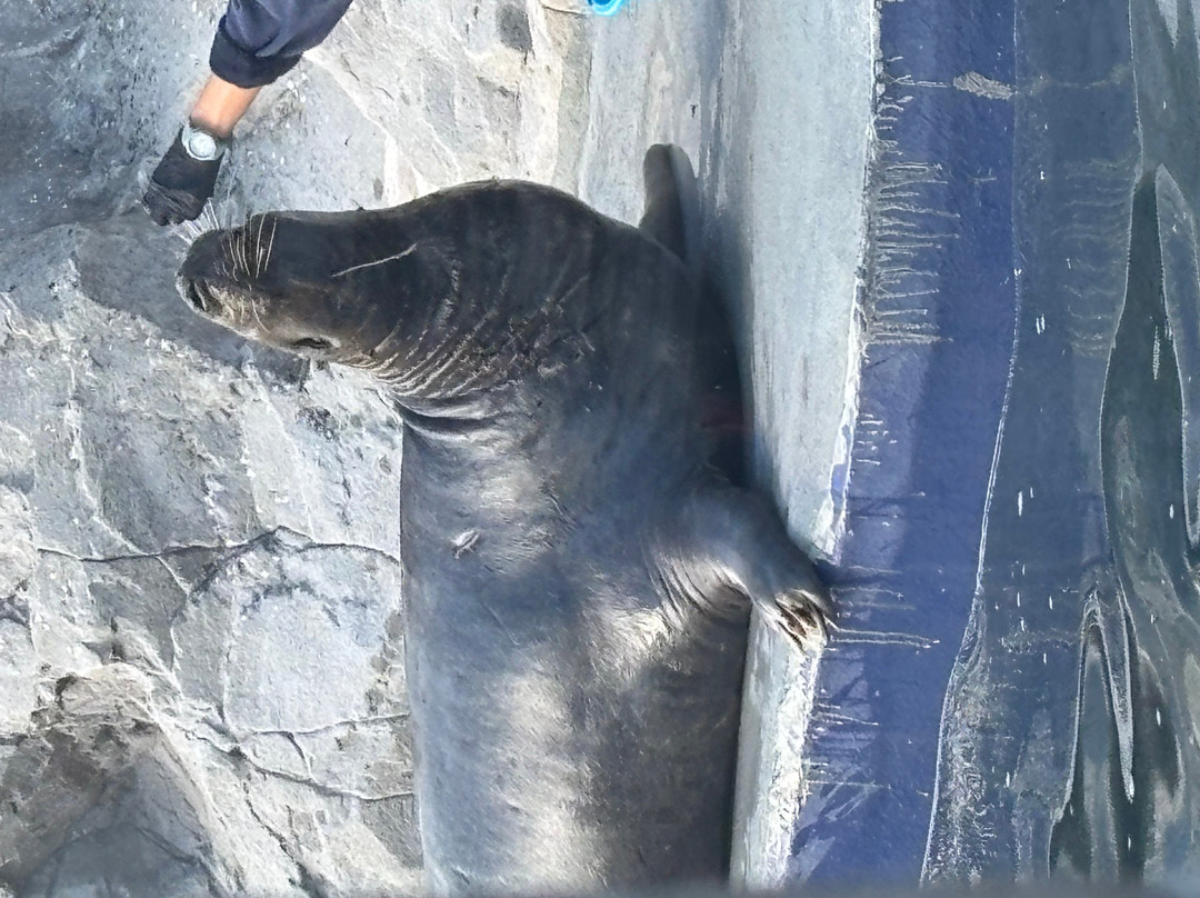 Cornish Seal Sanctuary-Gweek必去景点