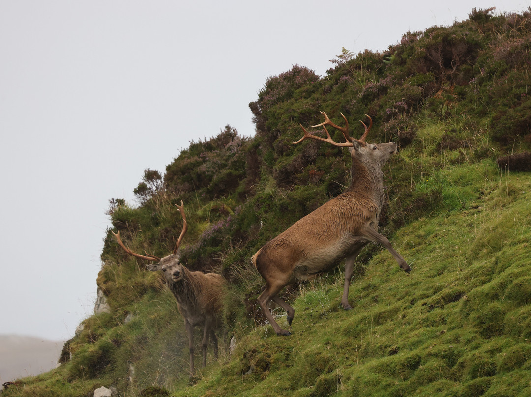 Lady Anne Wildlife Cruises-Grimsay必去景点
