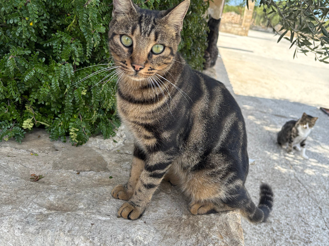 St. Nicholas of the Cats-Akrotiri必去景点