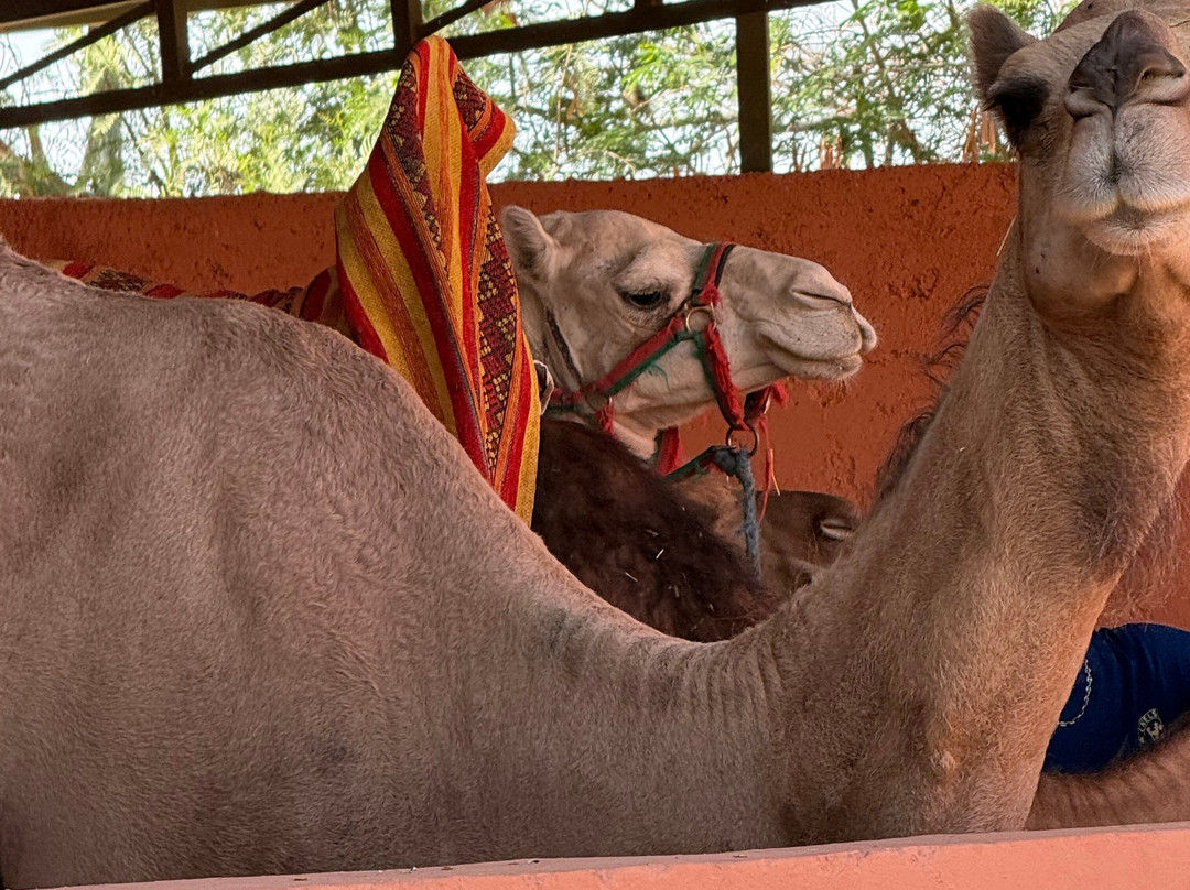Club Med Marrakech la Palmeraie主图