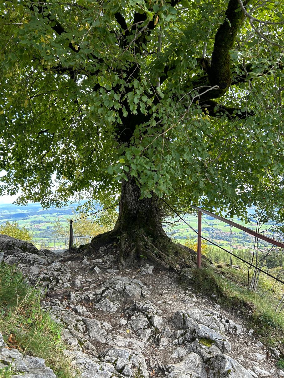 Boutiquehotel Blaue Burg Falkenstein-旅行者