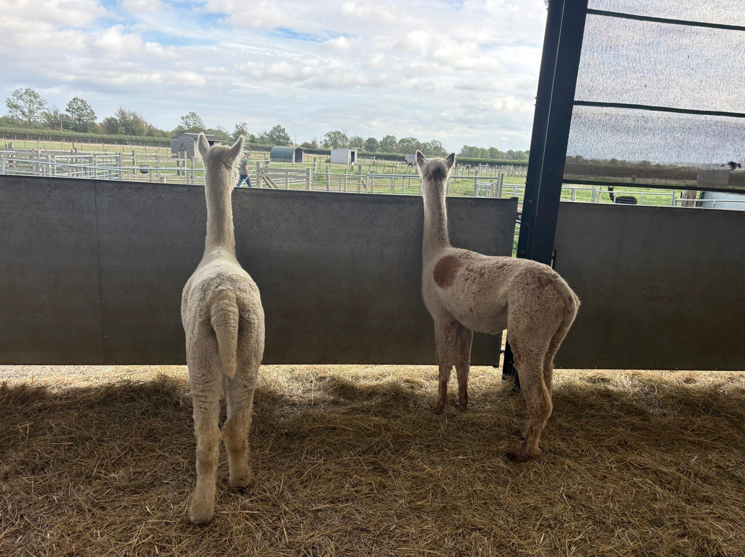 The Alpaca Centre at JandJ Alpacas-特伦特河畔纽瓦克必去景点