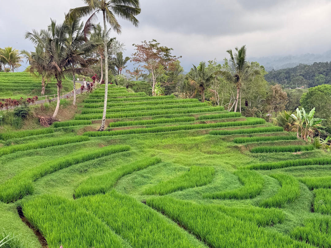Best Ubud Driver-乌布必去景点