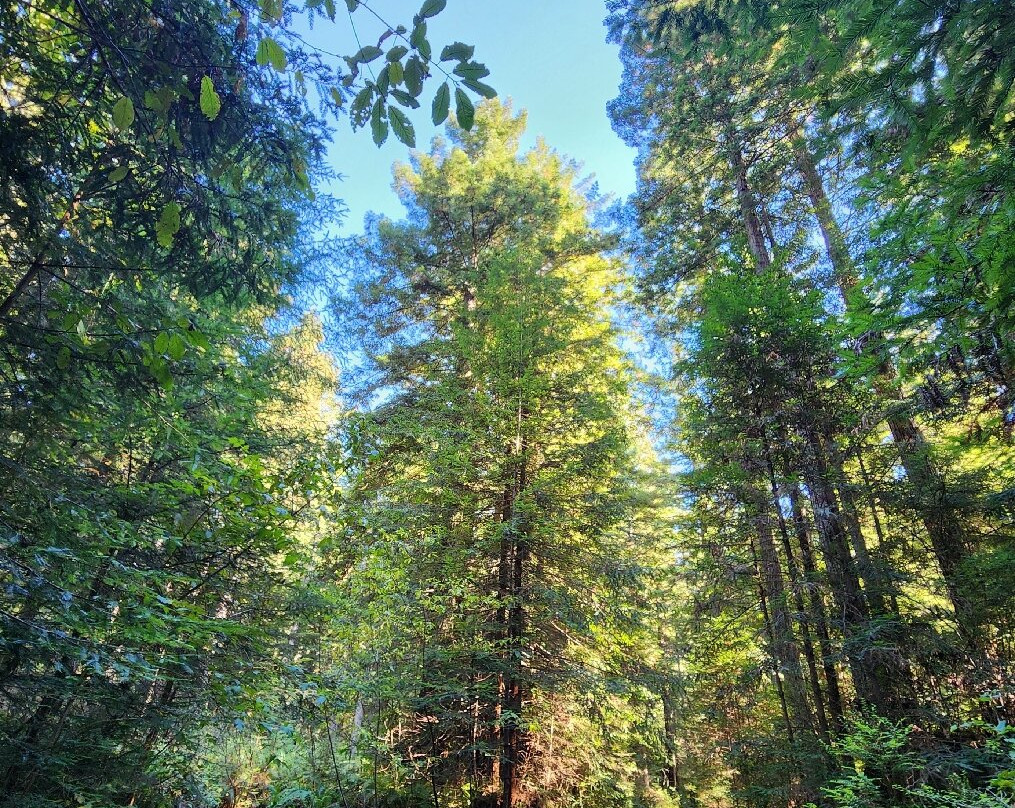 Wildtrail Tours-Arcata必去景点