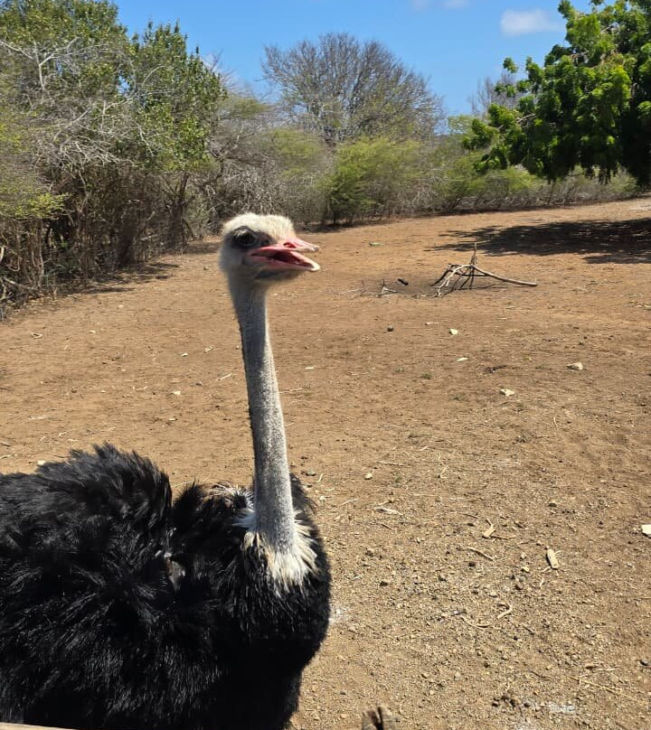 Curacao Ostrich Farm-库拉索必去景点