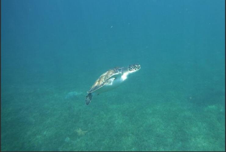 EVENTS BOATS AGENCY-马提尼克必去景点