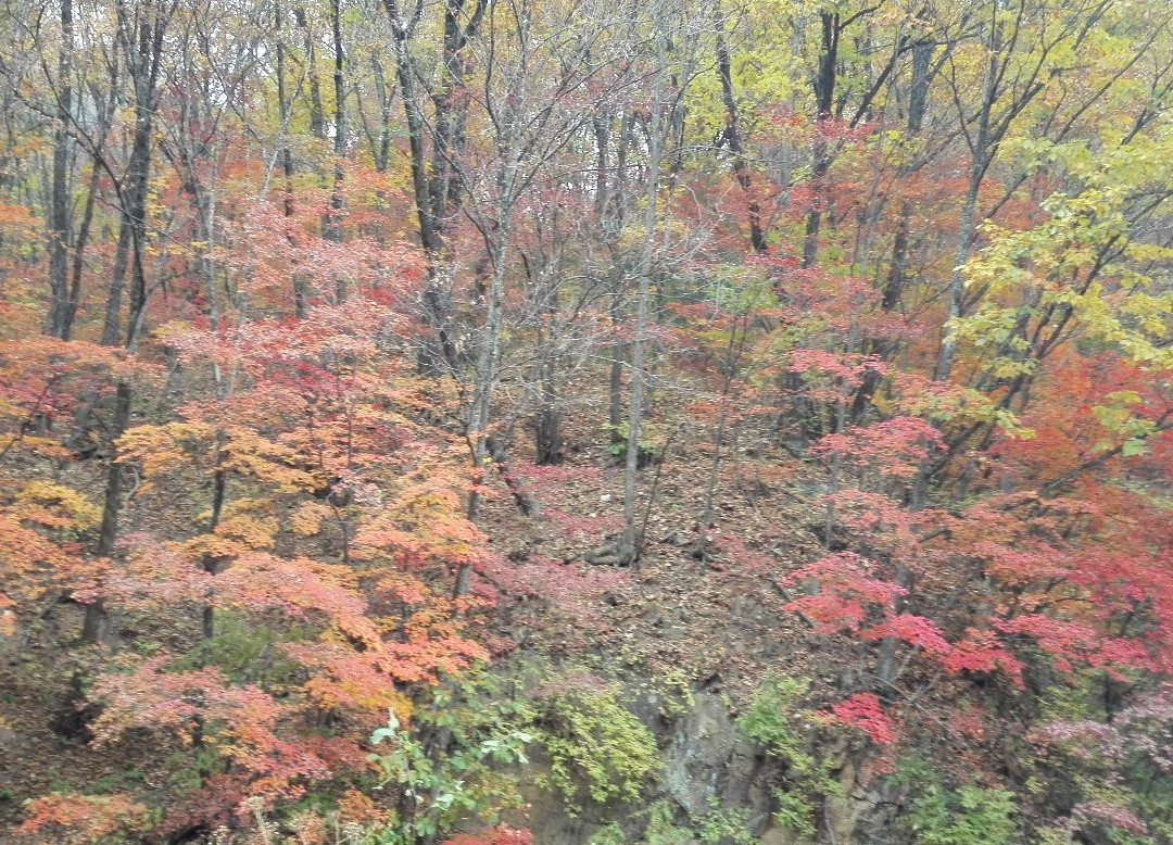 白鸡腰森林公园-通化市必去景点