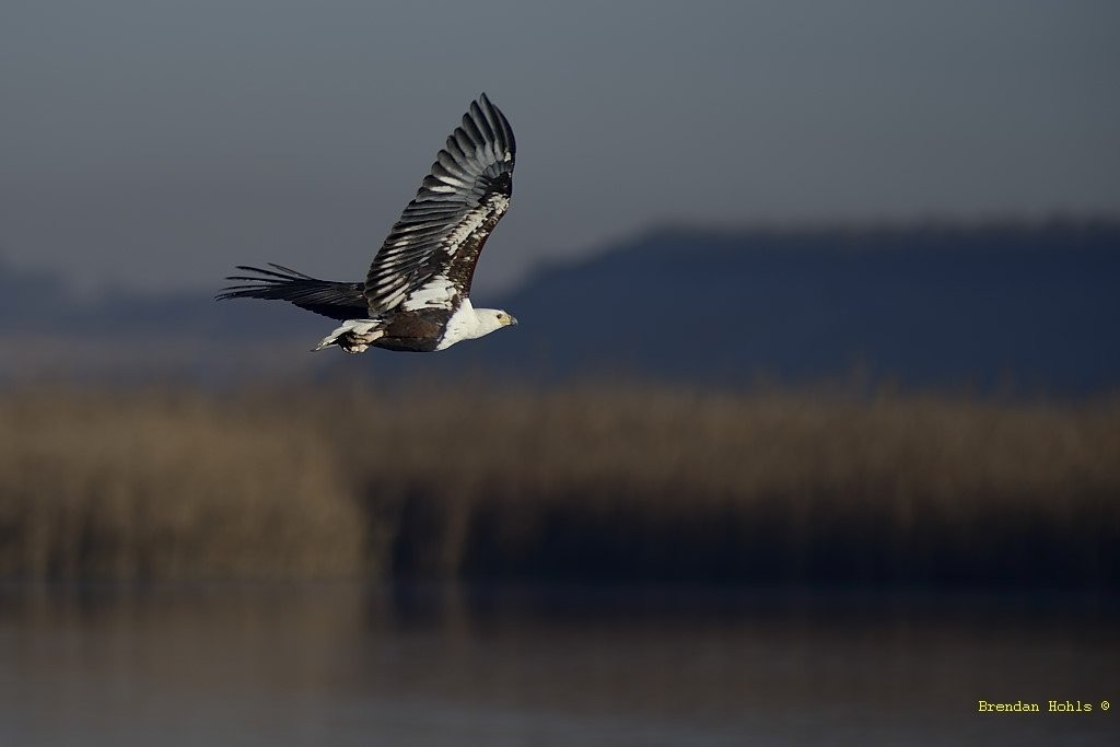 Marievale Bird Sanctuary景点图片