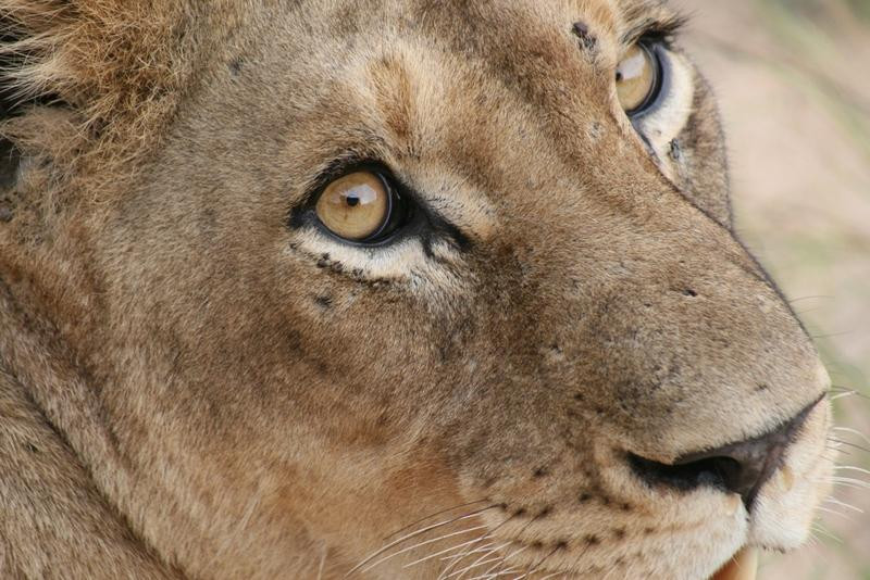 African Flame Safaris-霍德斯普鲁特必去景点