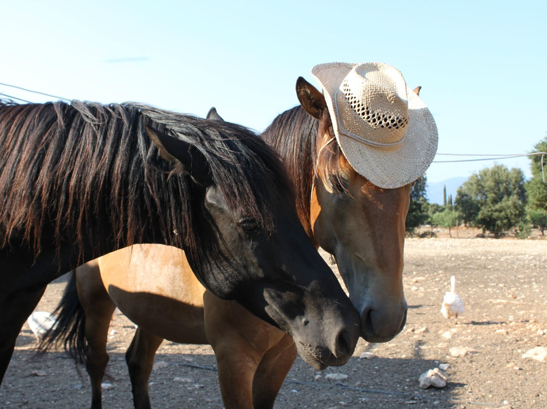 Kefalonia's Horse Riding Stable-萨米必去景点