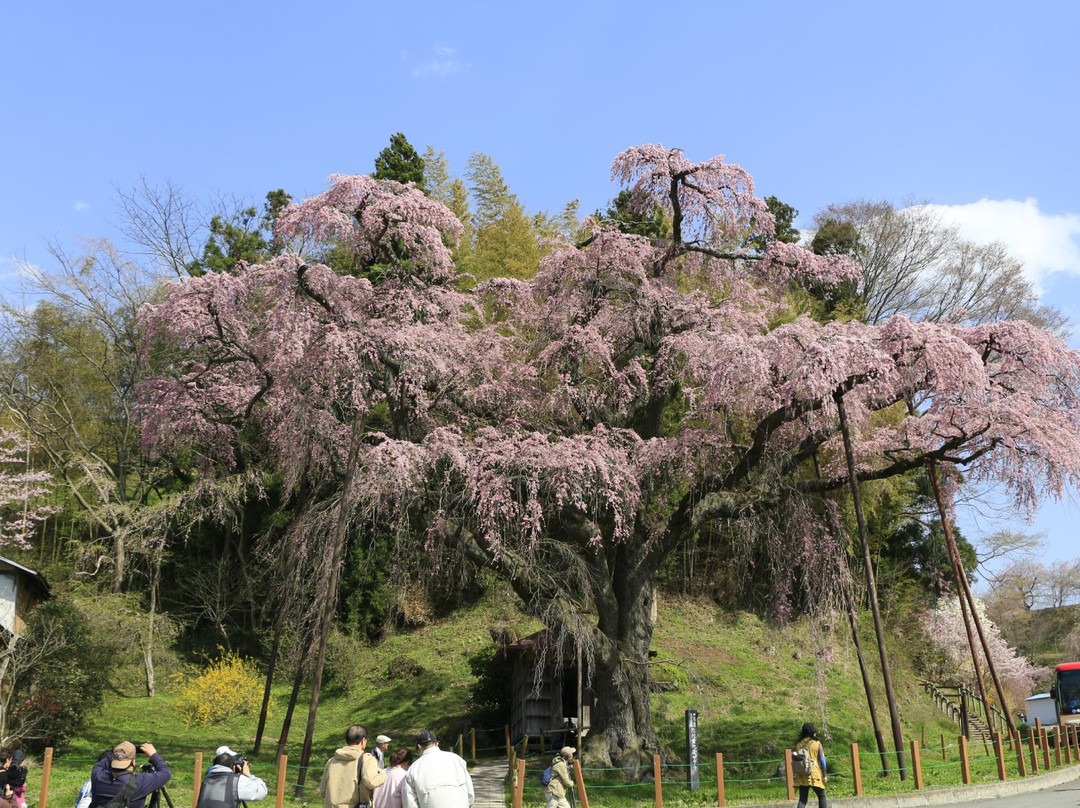 Benishidare Jizozakura