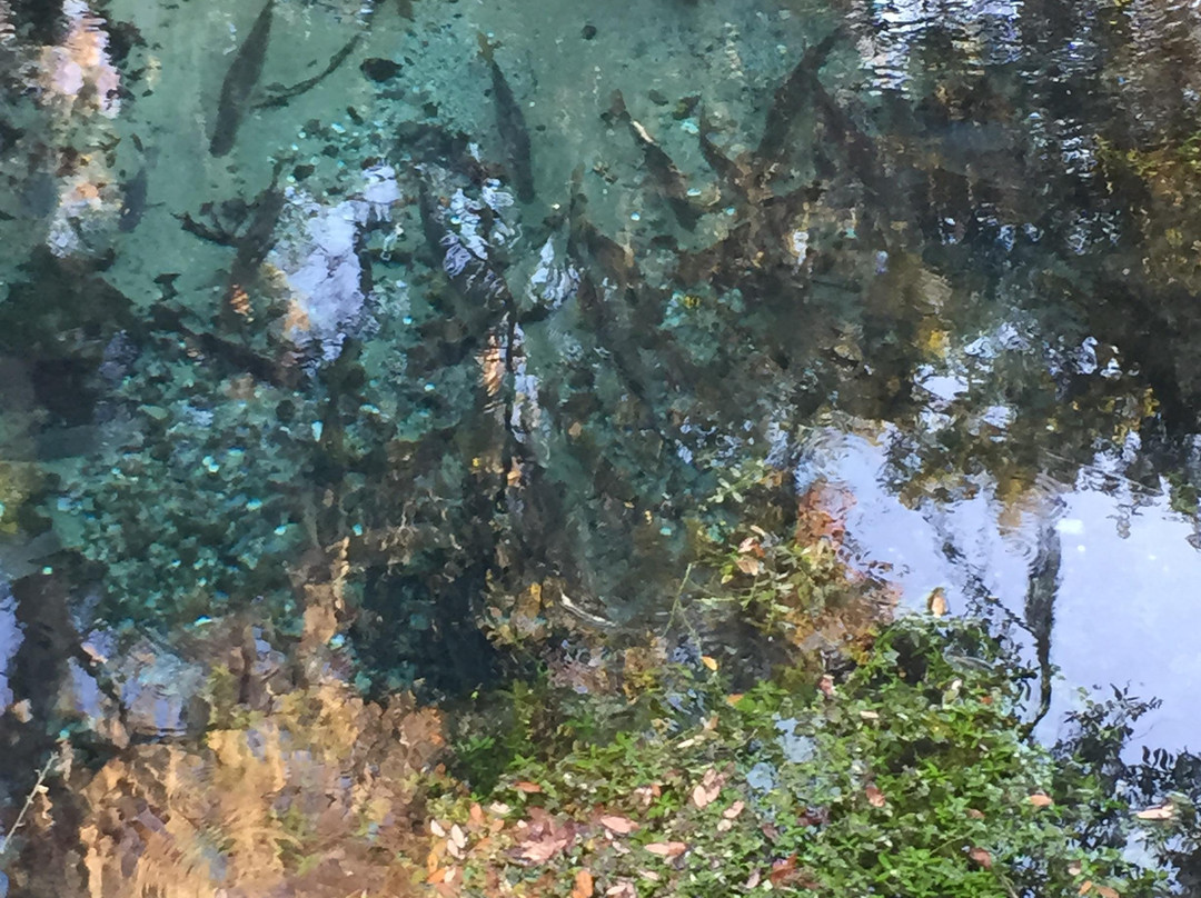 Lithia Springs Park-Lithia必去景点