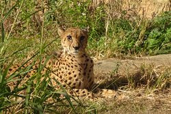 Kujukushima Zoological and Botanical Garden Morikirara-佐世保市必去景点