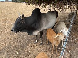 Will's Rare Breeds Farm-Stokes Bay必去景点