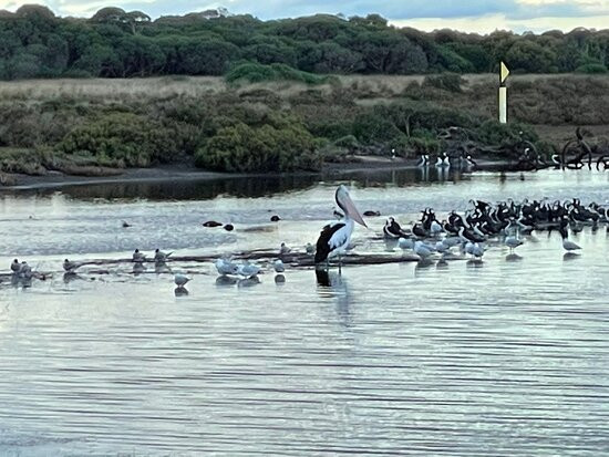 Swan Bay-皇后崖必去景点
