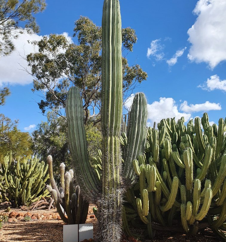 Bevans Black Opal & Cactus Nursery-Lightning Ridge必去景点