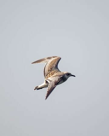 Branta Cruises景点图片