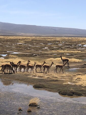 Taxi Mundo-阿雷基帕必去景点