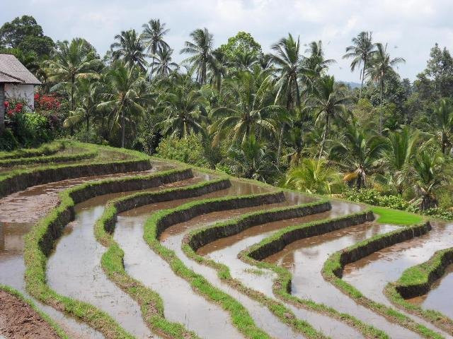 Bali Side Tour景点图片