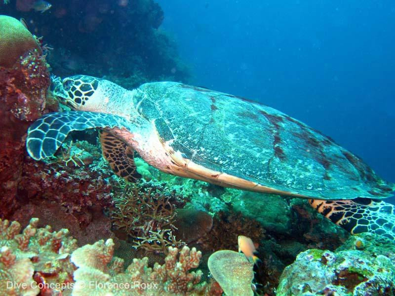 Dive Concepts-图兰本必去景点