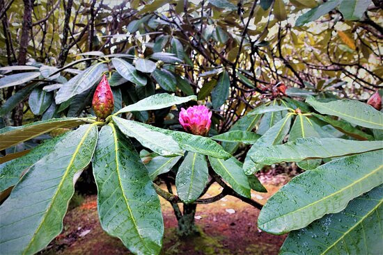 Waipahihi Botanical Gardens景点图片