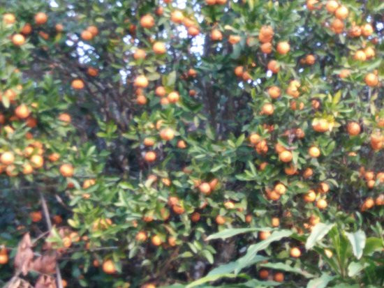 Ahal Dara View Point-大吉岭必去景点