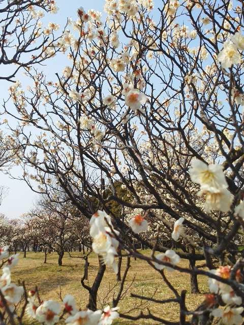 Kozen Park-坂井市必去景点