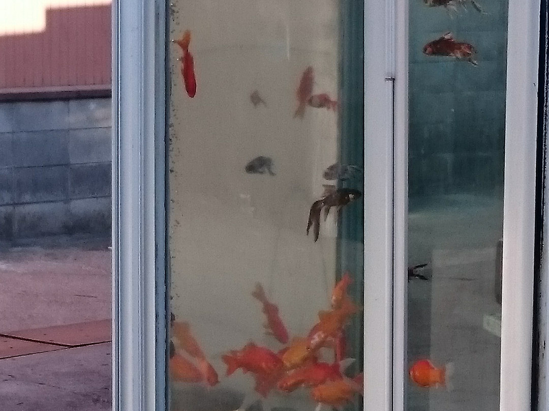 A Goldfish Swim Phone Box景点图片