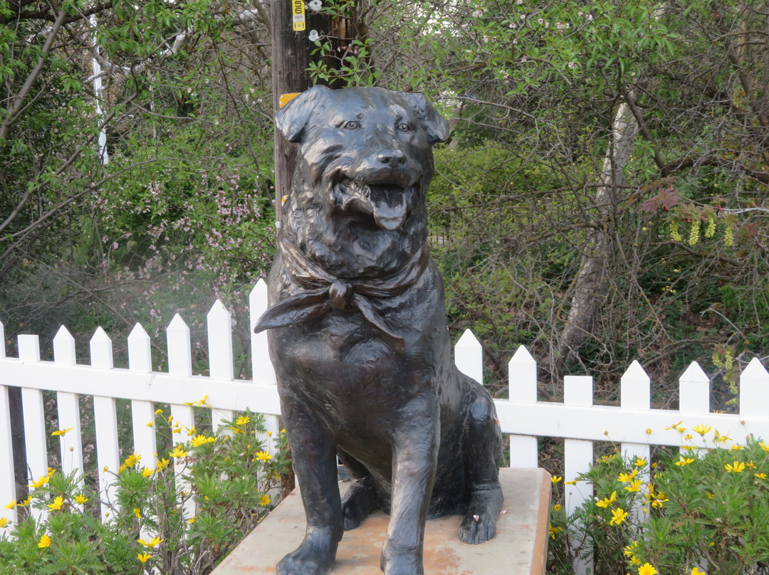 Boscoe The Dog Mayor